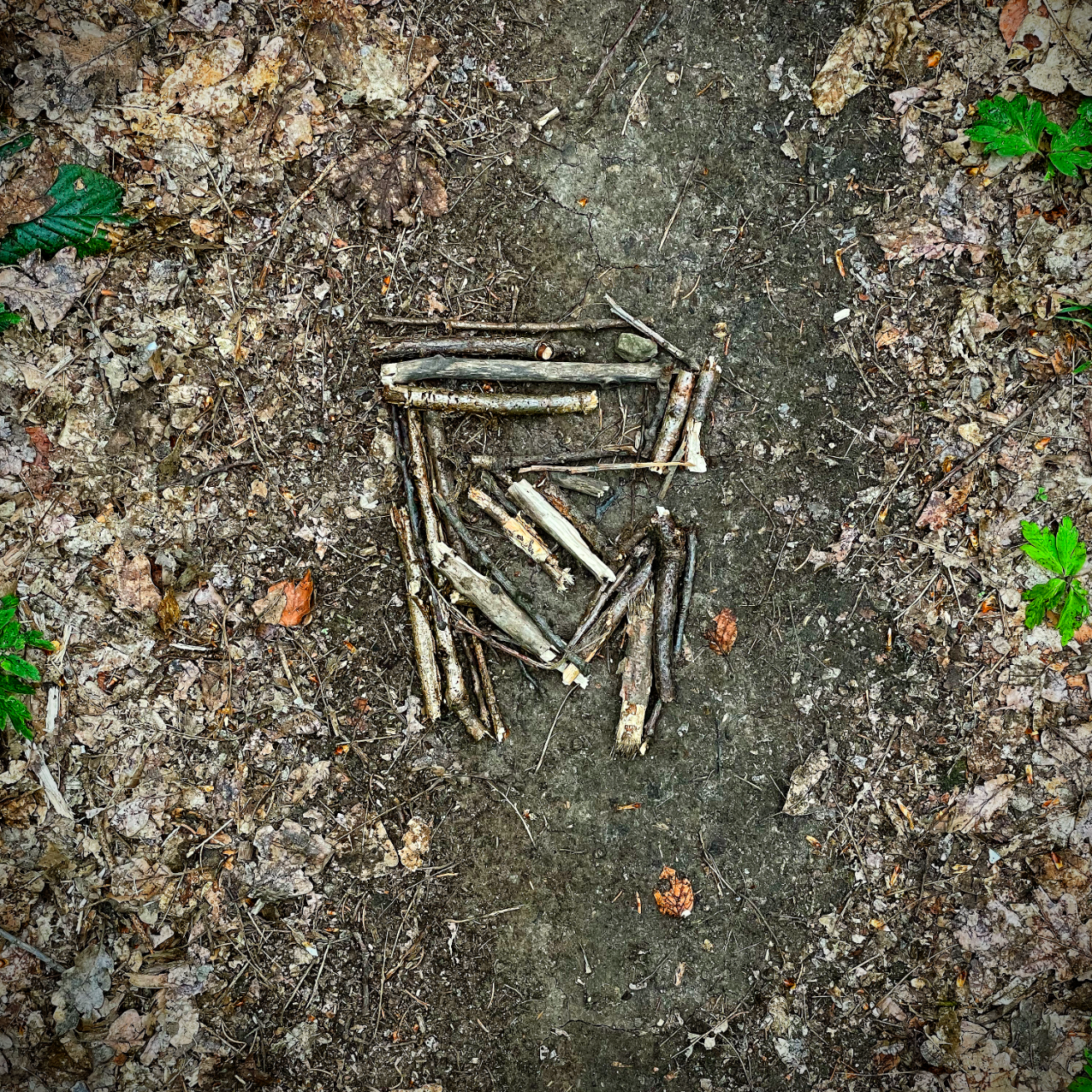 forest logo rockmachine